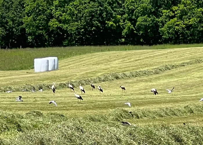 Cuda Wianki Mazury Villa Nowa Ukta